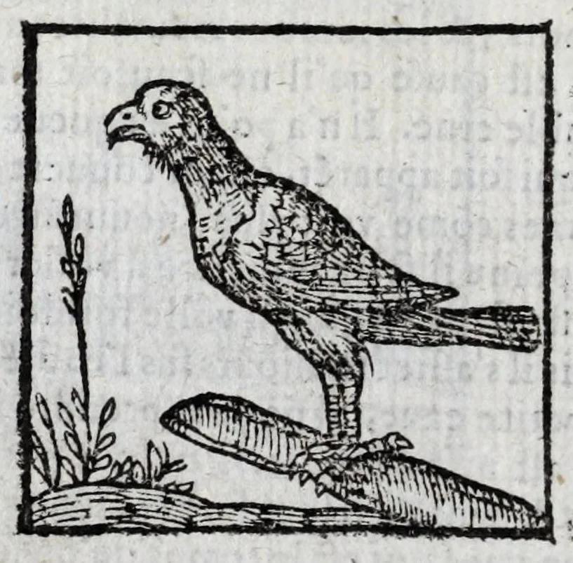 An illustration from Le description philosophale de la nature & condition des oyseaux & de l'inclination & proprieté d'iceux, 1571, leaf 84