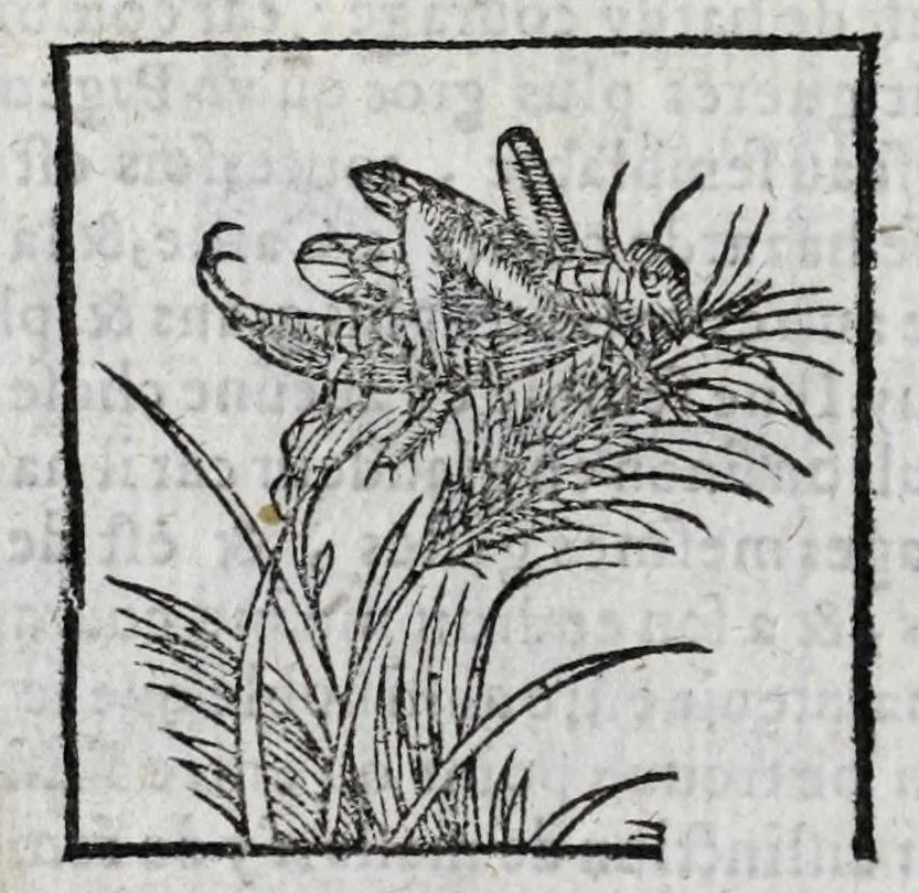 An illustration from Le description philosophale de la nature & condition des oyseaux & de l'inclination & proprieté d'iceux, 1571, leaf 86