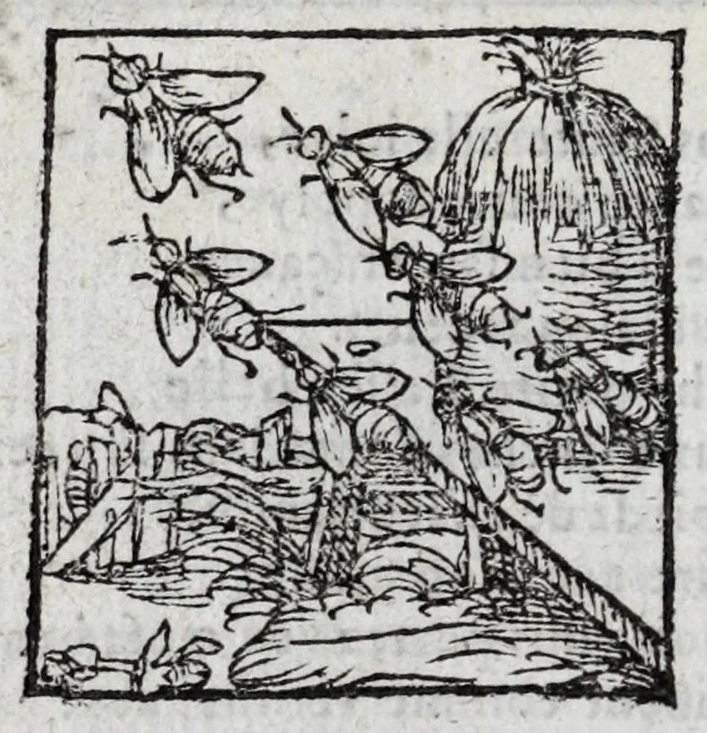 An illustration from Le description philosophale de la nature & condition des oyseaux & de l'inclination & proprieté d'iceux, 1571, leaf 88