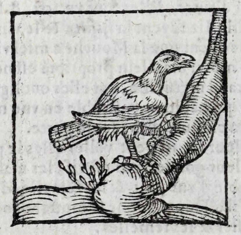An illustration from Le description philosophale de la nature & condition des oyseaux & de l'inclination & proprieté d'iceux, 1571, leaf 90