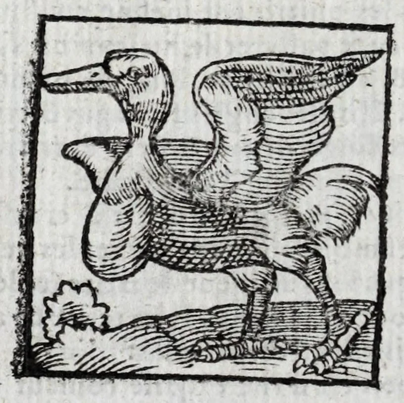 An illustration from Le description philosophale de la nature & condition des oyseaux & de l'inclination & proprieté d'iceux, 1571, leaf 92