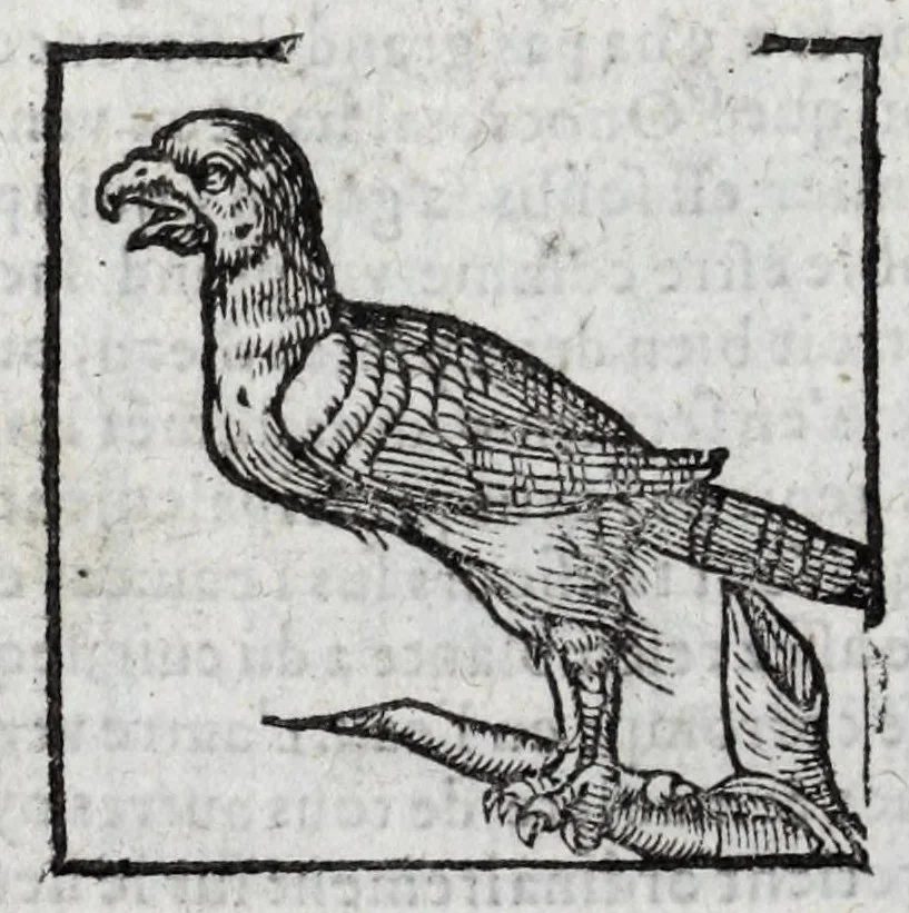 An illustration from Le description philosophale de la nature & condition des oyseaux & de l'inclination & proprieté d'iceux, 1571, leaf 94