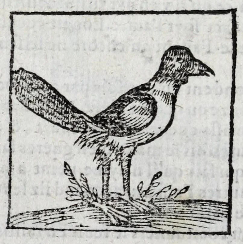 An illustration from Le description philosophale de la nature & condition des oyseaux & de l'inclination & proprieté d'iceux, 1571, leaf 96