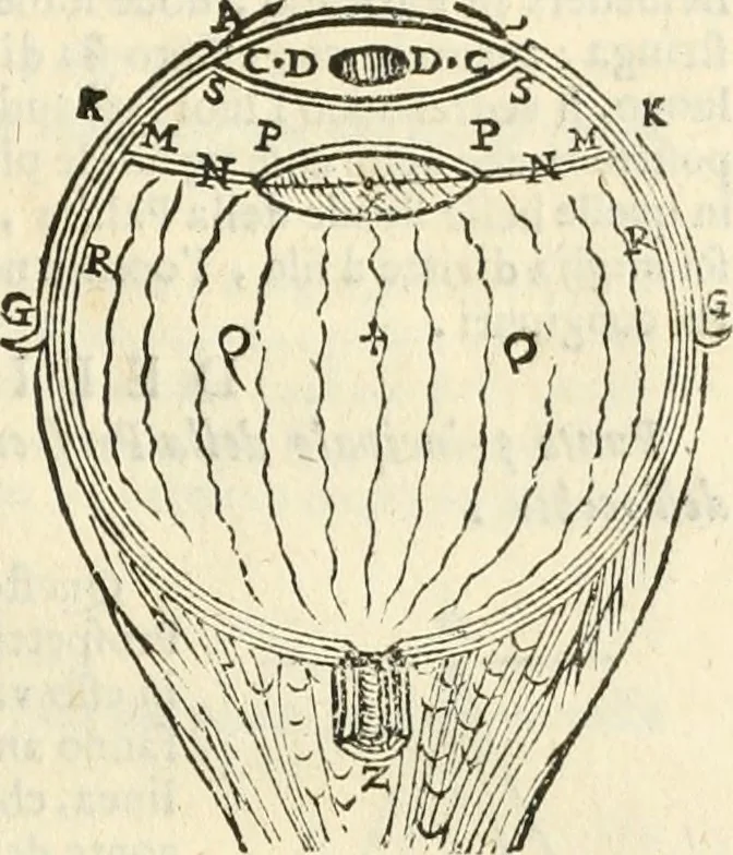 An illustration from Le due regole della prospettiua pratica, 1611, leaf 14