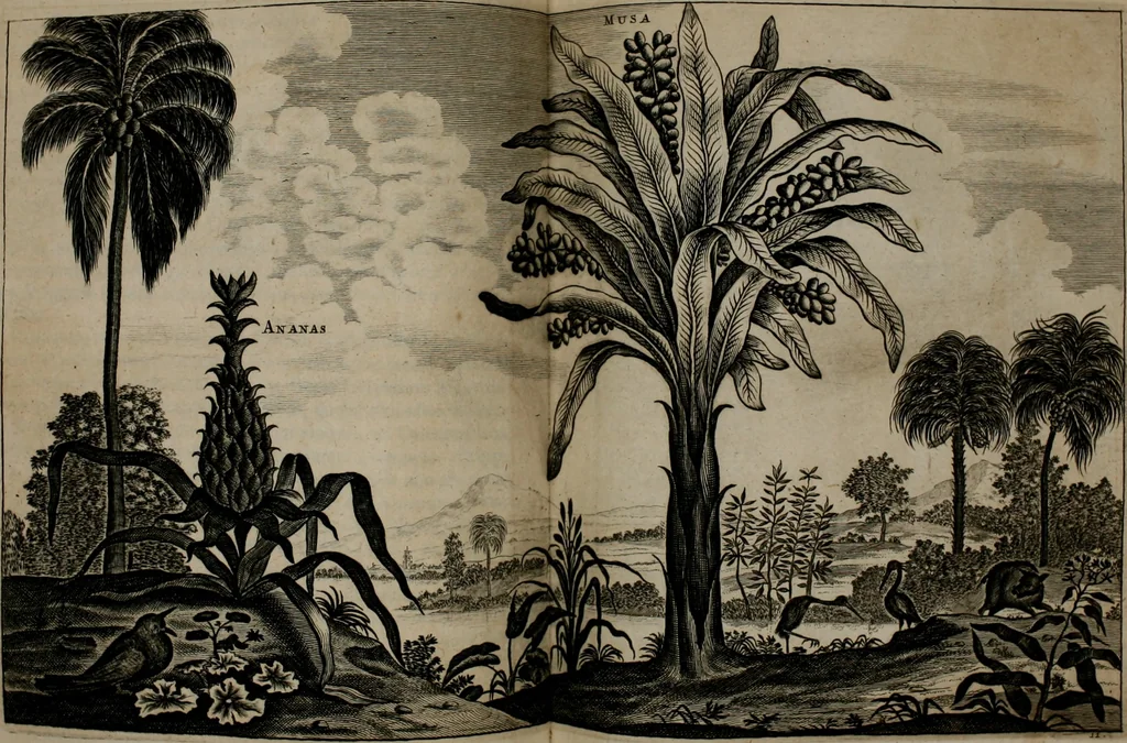 An illustration from Legatio batavica ad magnum Tartariæ chamum Sungteium, modernum Sinæ imperatorem. Historiarum narratione, quæ legatis in provinciis Quantung, Kiangsi, Nanking, Xantung, Peking, & aula imperatoriâ ab anno 1665 ad annum 1657 obtigerunt, ut & ardua Sinensium in bello tartarico fortunâ, provinciarum accurata geographia, urbium delineatione, nec non artis & naturæ miraculis ex animalium, vegetabilium, mineralium genere per centum & quinquaginta æneas figuras passim illustrata & conscripta vernacule, 1668, leaf 167