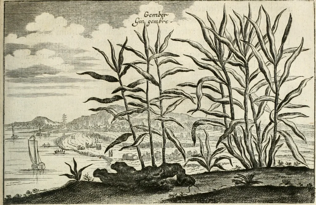 An illustration from Legatio batavica ad magnum Tartariæ chamum Sungteium, modernum Sinæ imperatorem. Historiarum narratione, quæ legatis in provinciis Quantung, Kiangsi, Nanking, Xantung, Peking, & aula imperatoriâ ab anno 1665 ad annum 1657 obtigerunt, ut & ardua Sinensium in bello tartarico fortunâ, provinciarum accurata geographia, urbium delineatione, nec non artis & naturæ miraculis ex animalium, vegetabilium, mineralium genere per centum & quinquaginta æneas figuras passim illustrata & conscripta vernacule, 1668, leaf 346