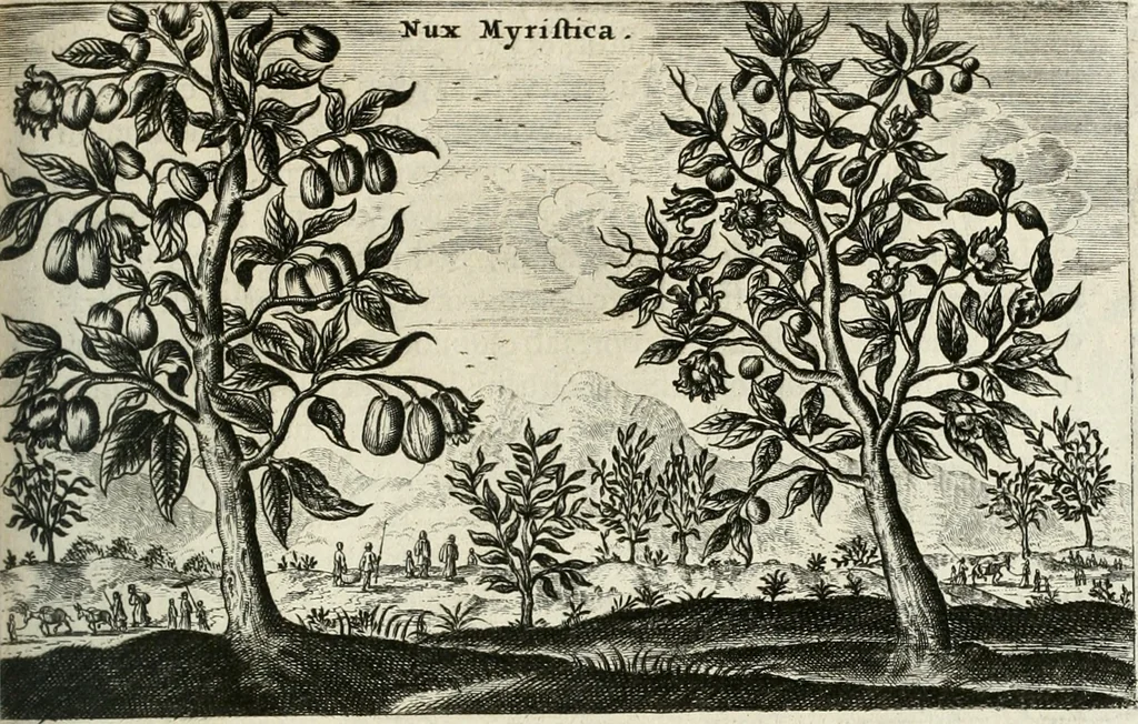An illustration from Legatio batavica ad magnum Tartariæ chamum Sungteium, modernum Sinæ imperatorem. Historiarum narratione, quæ legatis in provinciis Quantung, Kiangsi, Nanking, Xantung, Peking, & aula imperatoriâ ab anno 1665 ad annum 1657 obtigerunt, ut & ardua Sinensium in bello tartarico fortunâ, provinciarum accurata geographia, urbium delineatione, nec non artis & naturæ miraculis ex animalium, vegetabilium, mineralium genere per centum & quinquaginta æneas figuras passim illustrata & conscripta vernacule, 1668, leaf 358