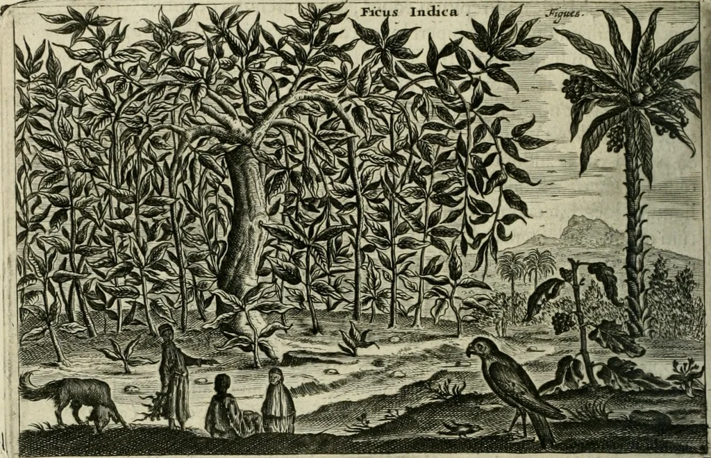 An illustration from Legatio batavica ad magnum Tartariæ chamum Sungteium, modernum Sinæ imperatorem. Historiarum narratione, quæ legatis in provinciis Quantung, Kiangsi, Nanking, Xantung, Peking, & aula imperatoriâ ab anno 1665 ad annum 1657 obtigerunt, ut & ardua Sinensium in bello tartarico fortunâ, provinciarum accurata geographia, urbium delineatione, nec non artis & naturæ miraculis ex animalium, vegetabilium, mineralium genere per centum & quinquaginta æneas figuras passim illustrata & conscripta vernacule, 1668, leaf 363