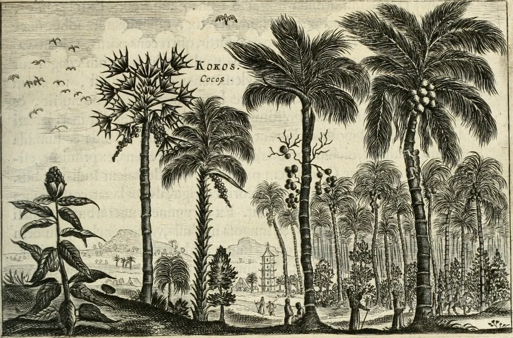 An illustration from Legatio batavica ad magnum Tartariæ chamum Sungteium, modernum Sinæ imperatorem. Historiarum narratione, quæ legatis in provinciis Quantung, Kiangsi, Nanking, Xantung, Peking, & aula imperatoriâ ab anno 1665 ad annum 1657 obtigerunt, ut & ardua Sinensium in bello tartarico fortunâ, provinciarum accurata geographia, urbium delineatione, nec non artis & naturæ miraculis ex animalium, vegetabilium, mineralium genere per centum & quinquaginta æneas figuras passim illustrata & conscripta vernacule, 1668, leaf 364