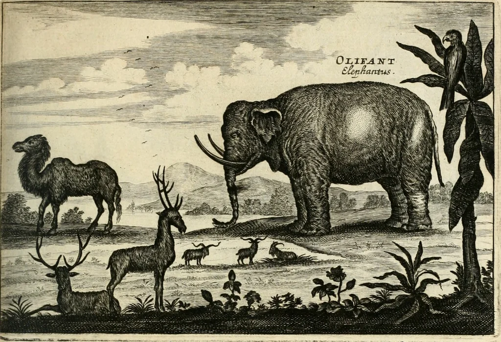 An illustration from Legatio batavica ad magnum Tartariæ chamum Sungteium, modernum Sinæ imperatorem. Historiarum narratione, quæ legatis in provinciis Quantung, Kiangsi, Nanking, Xantung, Peking, & aula imperatoriâ ab anno 1665 ad annum 1657 obtigerunt, ut & ardua Sinensium in bello tartarico fortunâ, provinciarum accurata geographia, urbium delineatione, nec non artis & naturæ miraculis ex animalium, vegetabilium, mineralium genere per centum & quinquaginta æneas figuras passim illustrata & conscripta vernacule, 1668, leaf 374