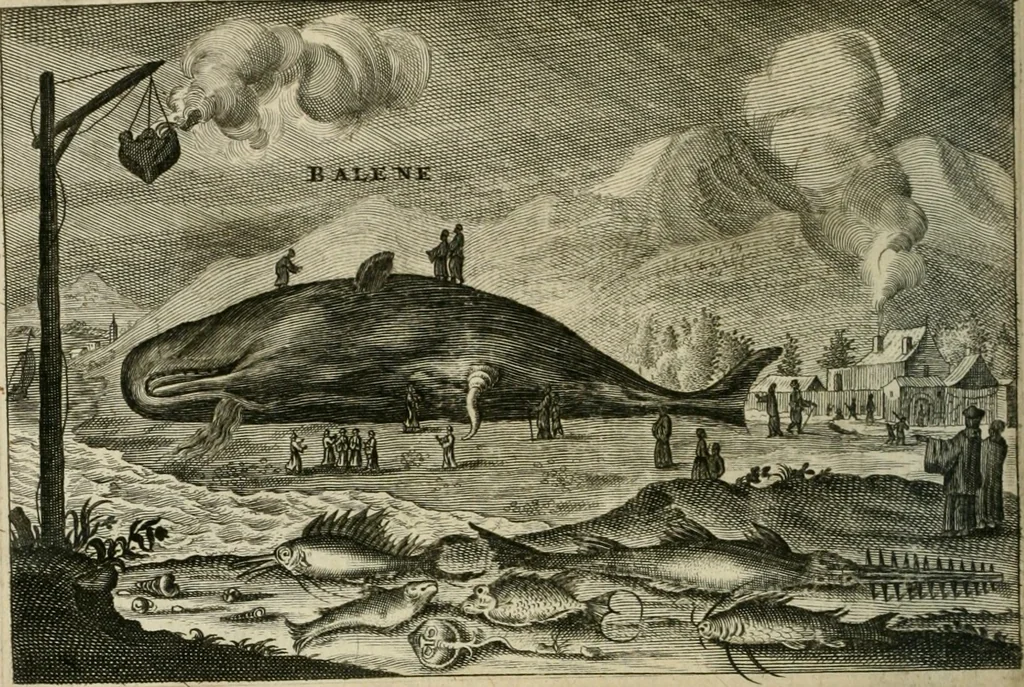 An illustration from Legatio batavica ad magnum Tartariæ chamum Sungteium, modernum Sinæ imperatorem. Historiarum narratione, quæ legatis in provinciis Quantung, Kiangsi, Nanking, Xantung, Peking, & aula imperatoriâ ab anno 1665 ad annum 1657 obtigerunt, ut & ardua Sinensium in bello tartarico fortunâ, provinciarum accurata geographia, urbium delineatione, nec non artis & naturæ miraculis ex animalium, vegetabilium, mineralium genere per centum & quinquaginta æneas figuras passim illustrata & conscripta vernacule, 1668, leaf 379