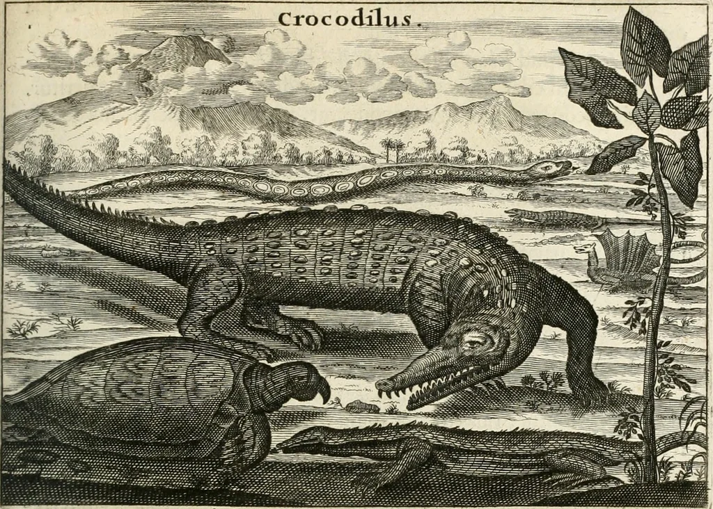 An illustration from Legatio batavica ad magnum Tartariæ chamum Sungteium, modernum Sinæ imperatorem. Historiarum narratione, quæ legatis in provinciis Quantung, Kiangsi, Nanking, Xantung, Peking, & aula imperatoriâ ab anno 1665 ad annum 1657 obtigerunt, ut & ardua Sinensium in bello tartarico fortunâ, provinciarum accurata geographia, urbium delineatione, nec non artis & naturæ miraculis ex animalium, vegetabilium, mineralium genere per centum & quinquaginta æneas figuras passim illustrata & conscripta vernacule, 1668, leaf 382
