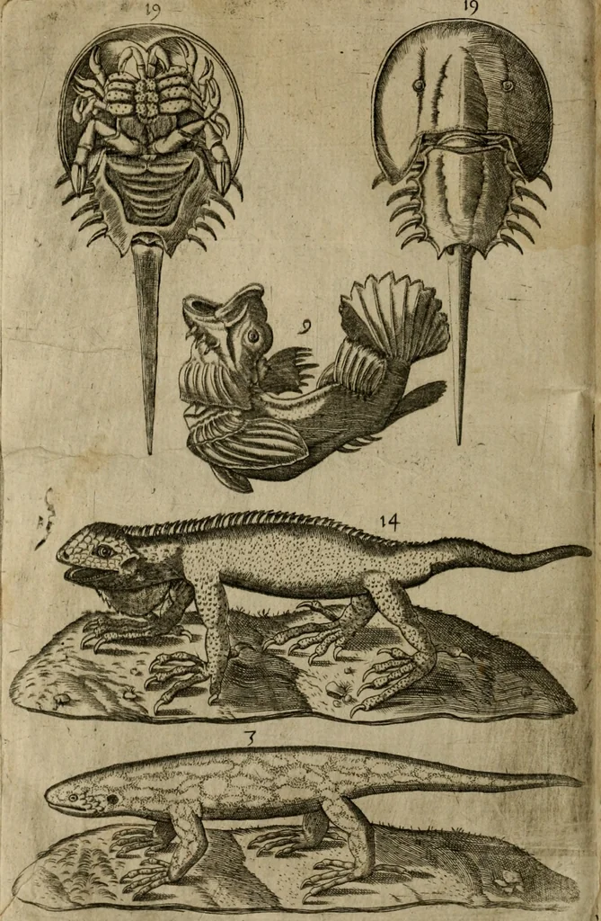 An illustration from Le iardin, et cabinet poetique de Paul Contant, apoticaire de Poictiers, 1609, leaf 149