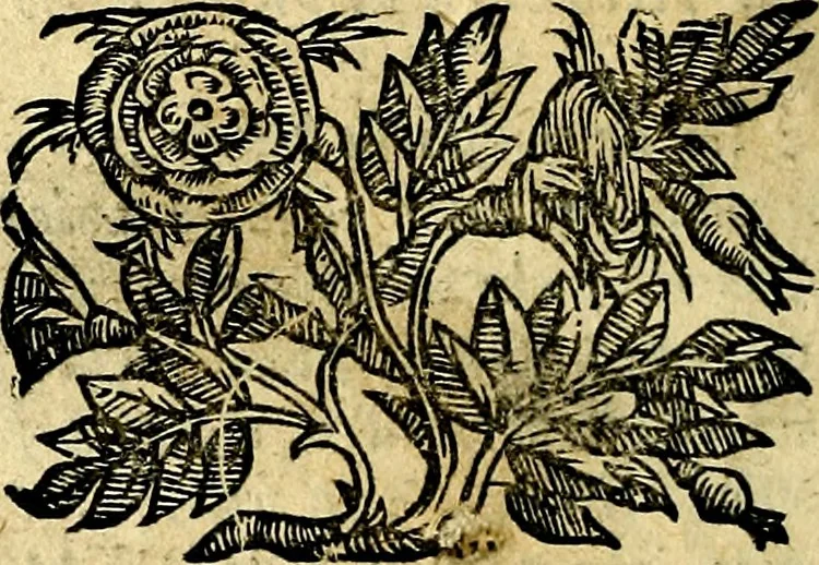 An illustration from Le imagini dei degli antichi, 1608, leaf 333