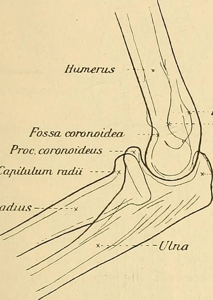 An illustration from Leitfaden des Röntgen-Verfahrens, 1903, leaf 208