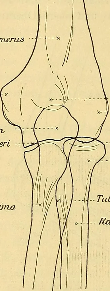 An illustration from Leitfaden des Röntgen-Verfahrens, 1903, leaf 209