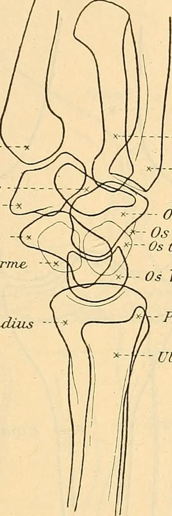 An illustration from Leitfaden des Röntgen-Verfahrens, 1903, leaf 212