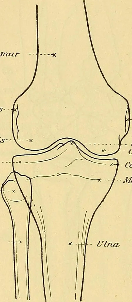 An illustration from Leitfaden des Röntgen-Verfahrens, 1903, leaf 213