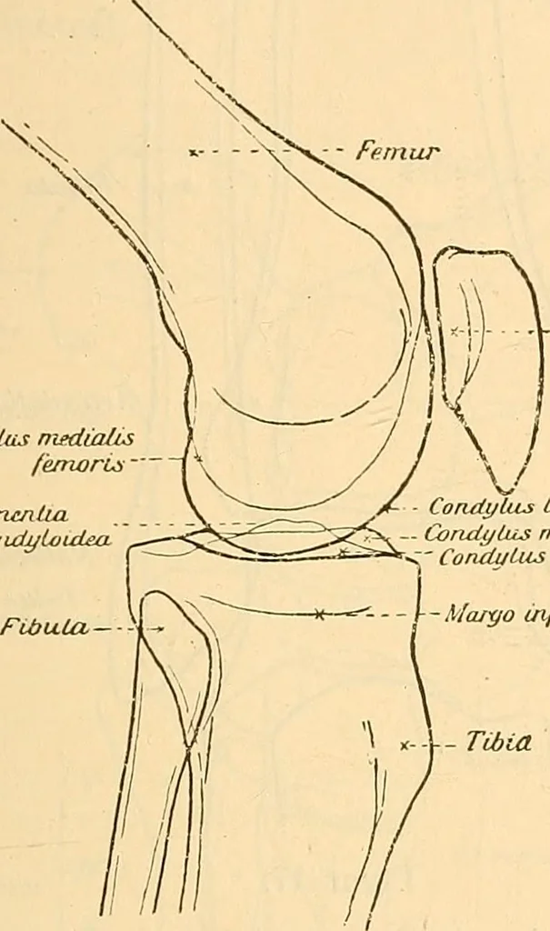 An illustration from Leitfaden des Röntgen-Verfahrens, 1903, leaf 214
