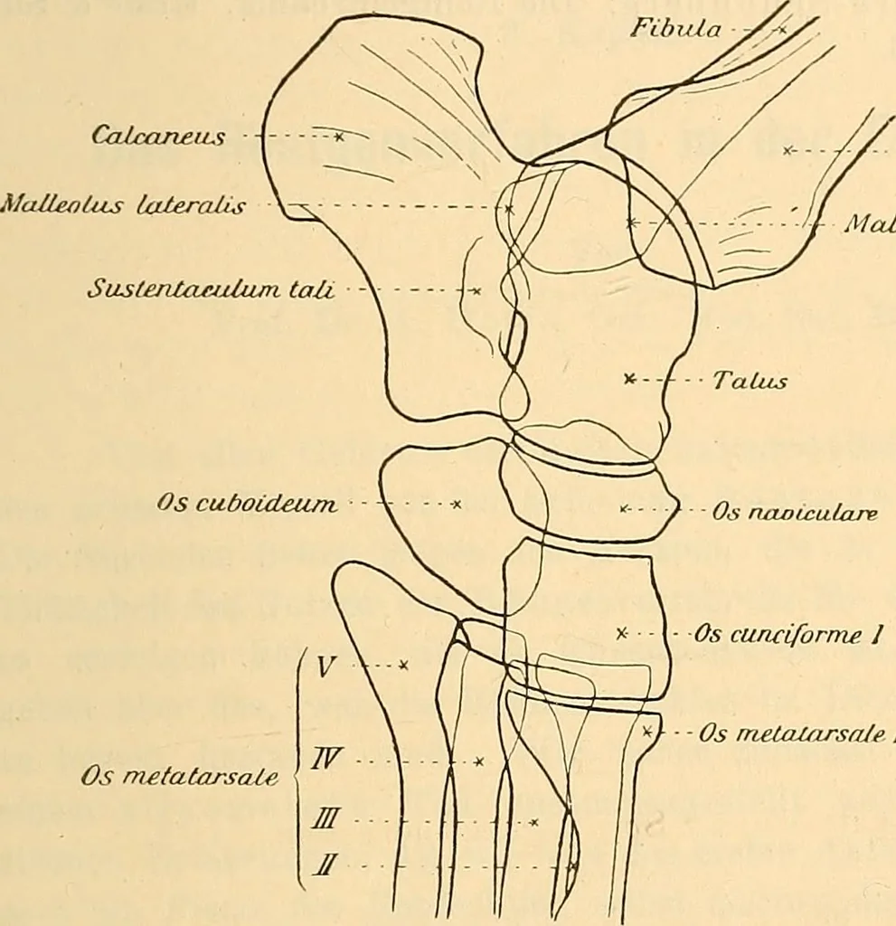 An illustration from Leitfaden des Röntgen-Verfahrens, 1903, leaf 216