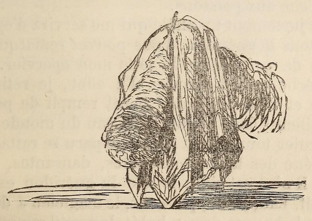 An illustration from Le magicien des salons, ou, Le diable couleur de rose : recueil nouveau de tours d'escamotage, de physique amusante, de chimie récréative, de tours de cartes, magie blanche, etc., etc., 1873, leaf 301