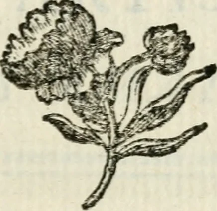 An illustration from Le manuel des artistes et des amateurs, ou, Dictionnaire historique et mythologique des emblêmes, allégories, énigmes, devises, attributs & symboles, relativement au costûme, aux murs, aux usages & aux cérémonies : contenant tous les caractères distinctifs & l'explication de chaque sujet naturel ou moral, sacré ou profane, historique ou fabuleux, dont on peut faire usage dans la poésie, la peinture, la sculpture, l'architecture, le dessin, l'ornement & la décoration, &c. : ouvrage utile aux poëtes, aux artistes & aux amateurs des beaux arts, 1770, leaf 34