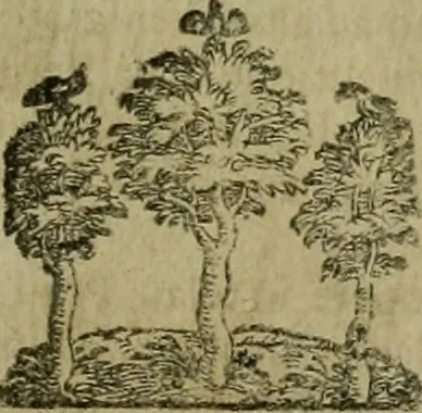 An illustration from Le marauiglie dell'arte, ouero, Le vite de gl'illustri pittori veneti, e dello stato : oue sono raccolte le opere insigni, i costumi, & i ritratti loro : con la narratione delle historie, delle fauole, e delle moralità da quelli dipinte, 1648, leaf 616