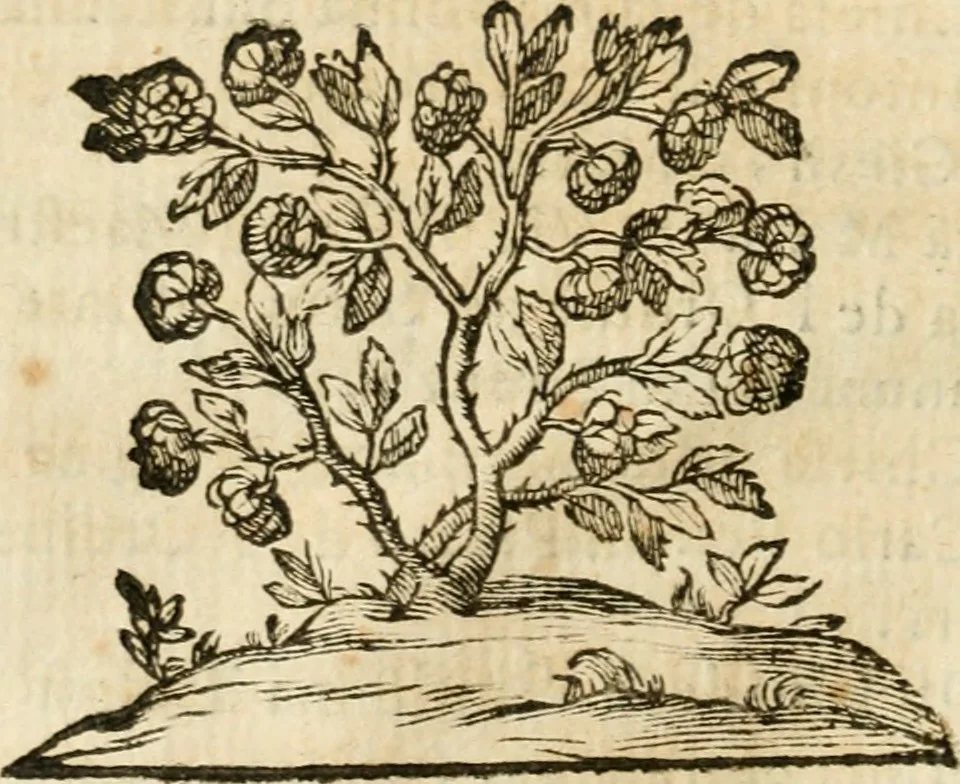 An illustration from Le memorie de l'anno santo M.DC.LXXV : celebrato da papa Clemente X e consecrate alla santitá di N.S. papa Innocenzo XII, 1691, leaf 119