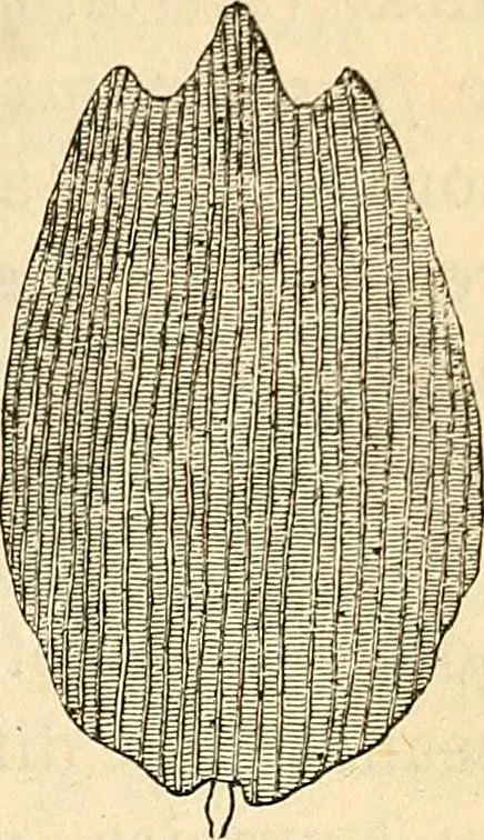 An illustration from Le microscope manuel a l'usage des étudiants, 1867, leaf 88