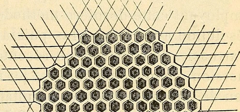 An illustration from Le microscope manuel a l'usage des étudiants, 1867, leaf 90