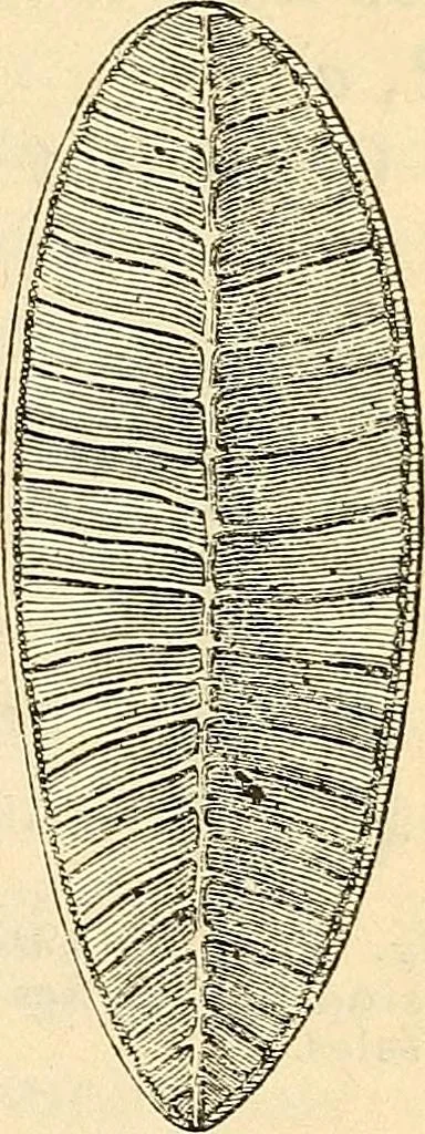 An illustration from Le microscope manuel a l'usage des étudiants, 1867, leaf 92