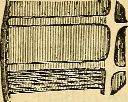 An illustration from Le microscope manuel a l'usage des étudiants, 1867, leaf 93