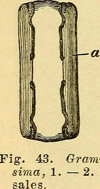 An illustration from Le microscope manuel a l'usage des étudiants, 1867, leaf 93