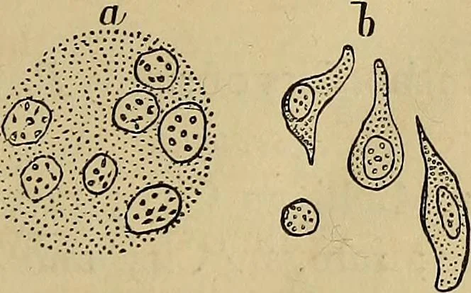 An illustration from The lens, 1872, leaf 154