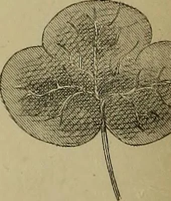 An illustration from The lens, 1872, leaf 183