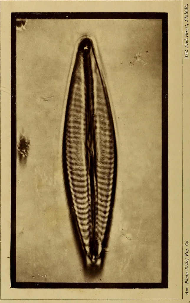 An illustration from The lens, 1872, leaf 213