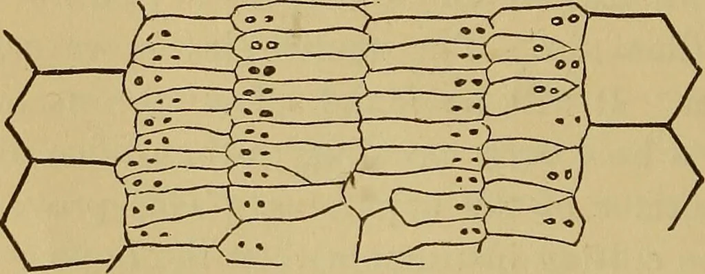 An illustration from The lens, 1872, leaf 49