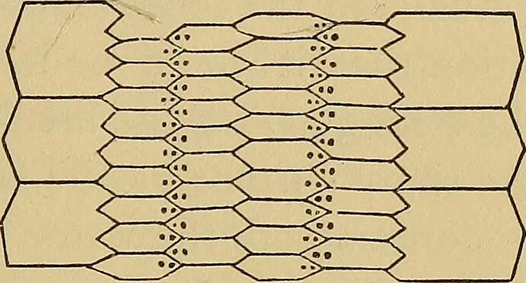An illustration from The lens, 1872, leaf 50