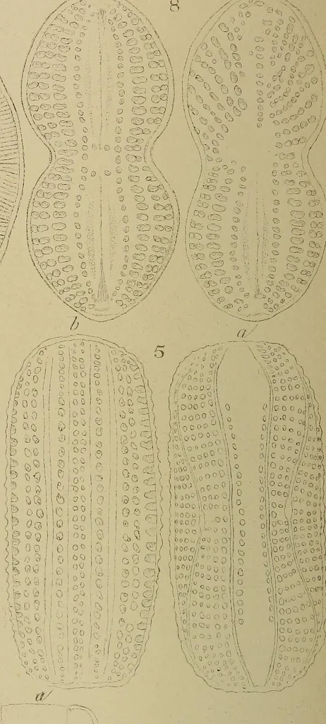 An illustration from The lens, 1873, leaf 251