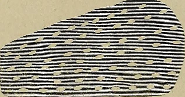 An illustration from The lens, 1873, leaf 39