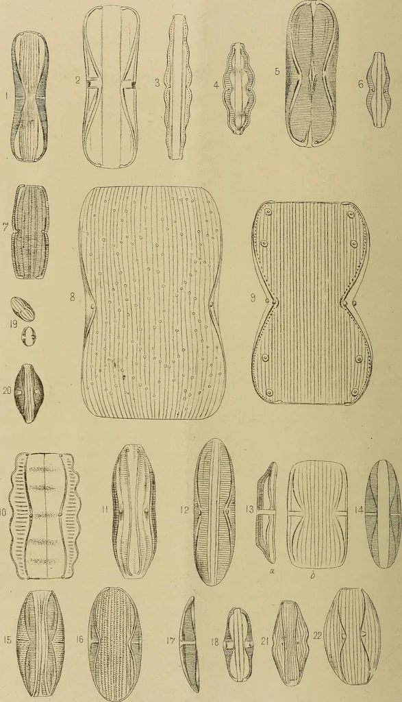 An illustration from The lens, 1873, leaf 75