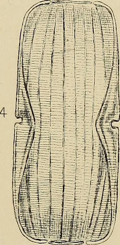 An illustration from The lens, 1873, leaf 84