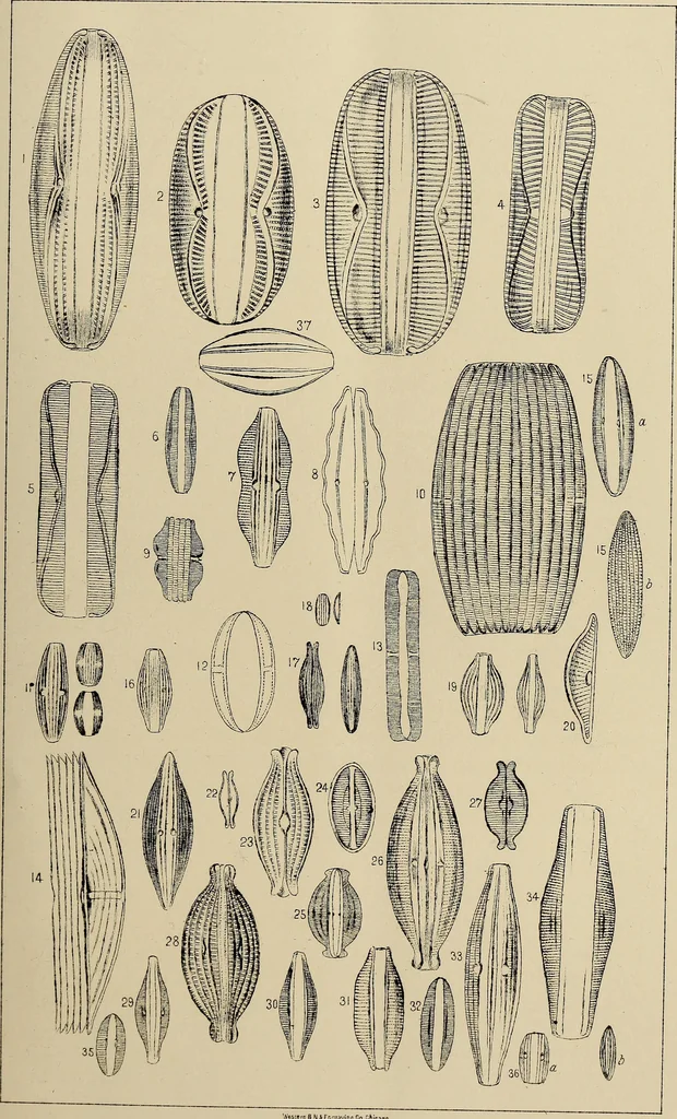 An illustration from The lens, 1873, leaf 94