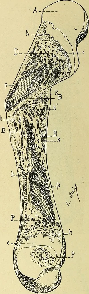 An illustration from Leçons cliniques de chirurgie infantile : deuxième série, 1905, leaf 35