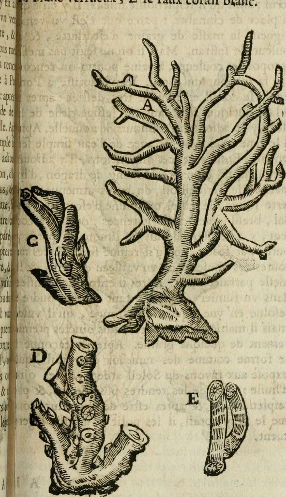 An illustration from Le parfaict ioaillier, ou, Histoire des pierreries : où sont amplement descrites leur naissance, iuste prix, moyen de les cognoistre, & se garder des contre-faites, facultez medecinales, & proprietez curieuses, 1644, leaf 450