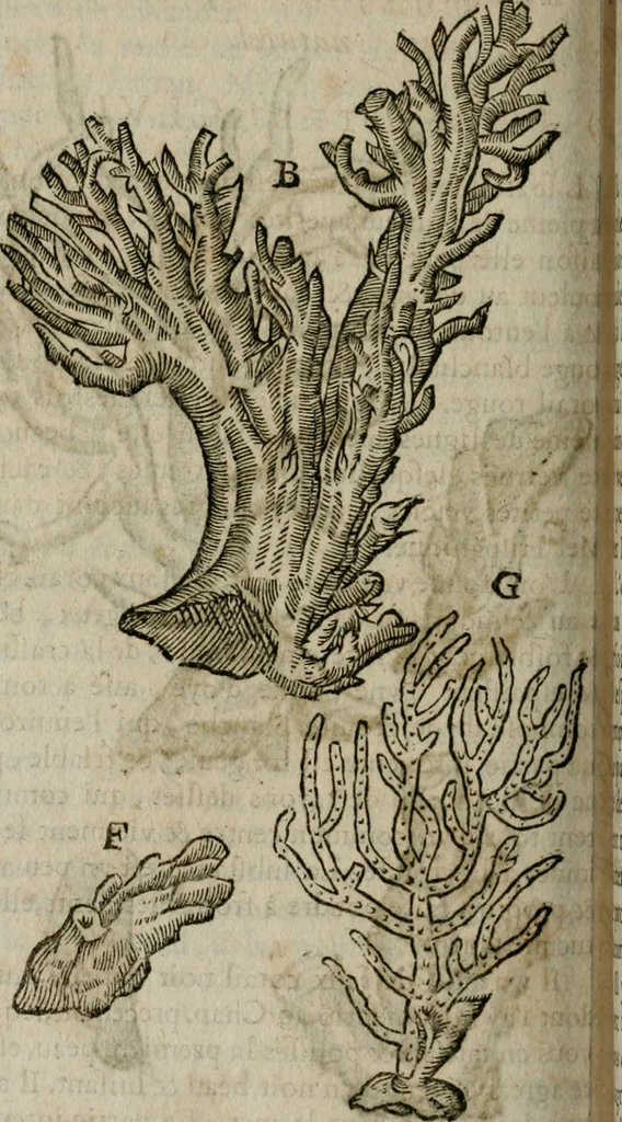 An illustration from Le parfaict ioaillier, ou, Histoire des pierreries : où sont amplement descrites leur naissance, iuste prix, moyen de les cognoistre, & se garder des contre-faites, facultez medecinales, & proprietez curieuses, 1644, leaf 451