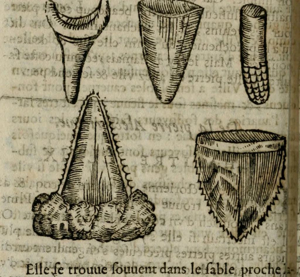 An illustration from Le parfaict ioaillier, ou, Histoire des pierreries : où sont amplement descrites leur naissance, iuste prix, moyen de les cognoistre, & se garder des contre-faites, facultez medecinales, & proprietez curieuses, 1644, leaf 479
