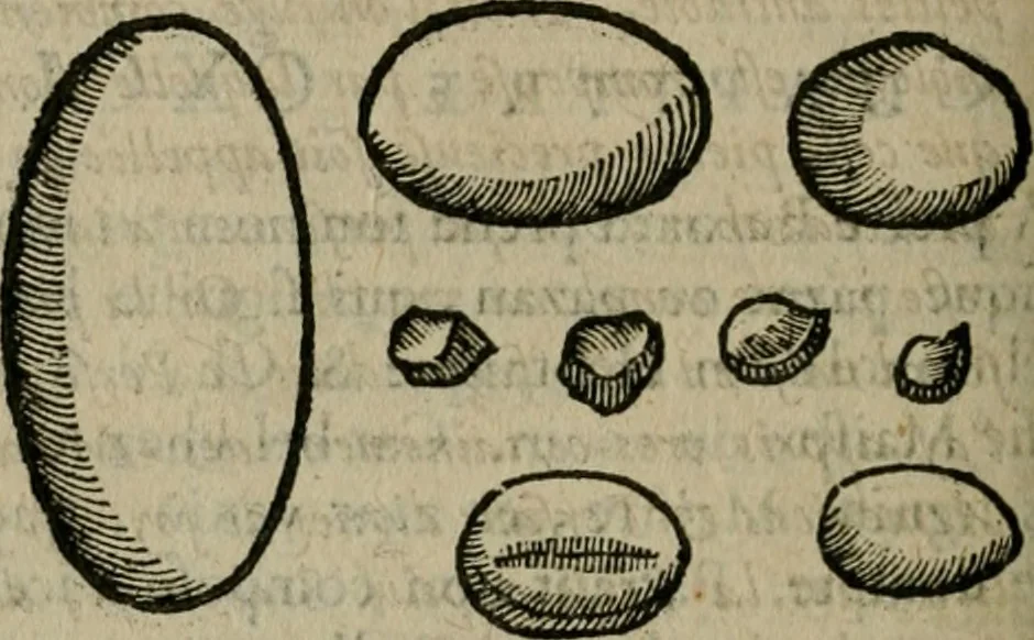 An illustration from Le parfaict ioaillier, ou, Histoire des pierreries : où sont amplement descrites leur naissance, iuste prix, moyen de les cognoistre, & se garder des contre-faites, facultez medecinales, & proprietez curieuses, 1644, leaf 507