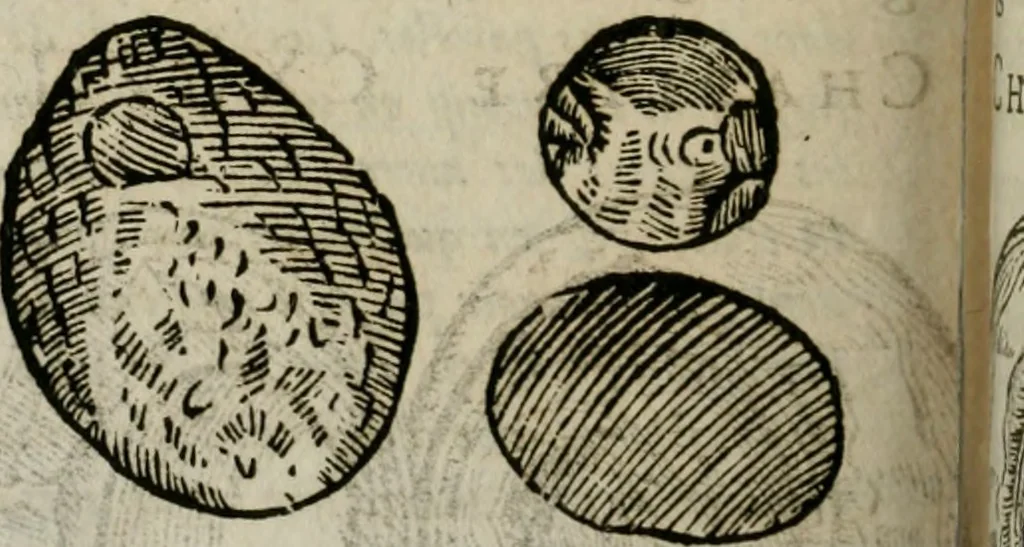 An illustration from Le parfaict ioaillier, ou, Histoire des pierreries : où sont amplement descrites leur naissance, iuste prix, moyen de les cognoistre, & se garder des contre-faites, facultez medecinales, & proprietez curieuses, 1644, leaf 523