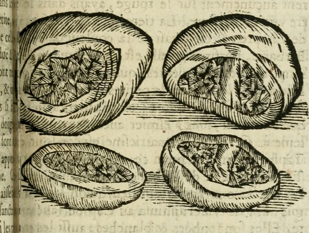 An illustration from Le parfaict ioaillier, ou, Histoire des pierreries : où sont amplement descrites leur naissance, iuste prix, moyen de les cognoistre, & se garder des contre-faites, facultez medecinales, & proprietez curieuses, 1644, leaf 526